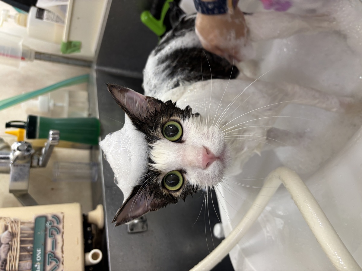 酵素入浴で頭に泡をのせた猫。トリマーが体を洗っている