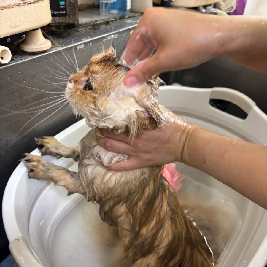 洗面器の中で、トリマーの手に支えられながら体を洗ってもらっている長毛の猫