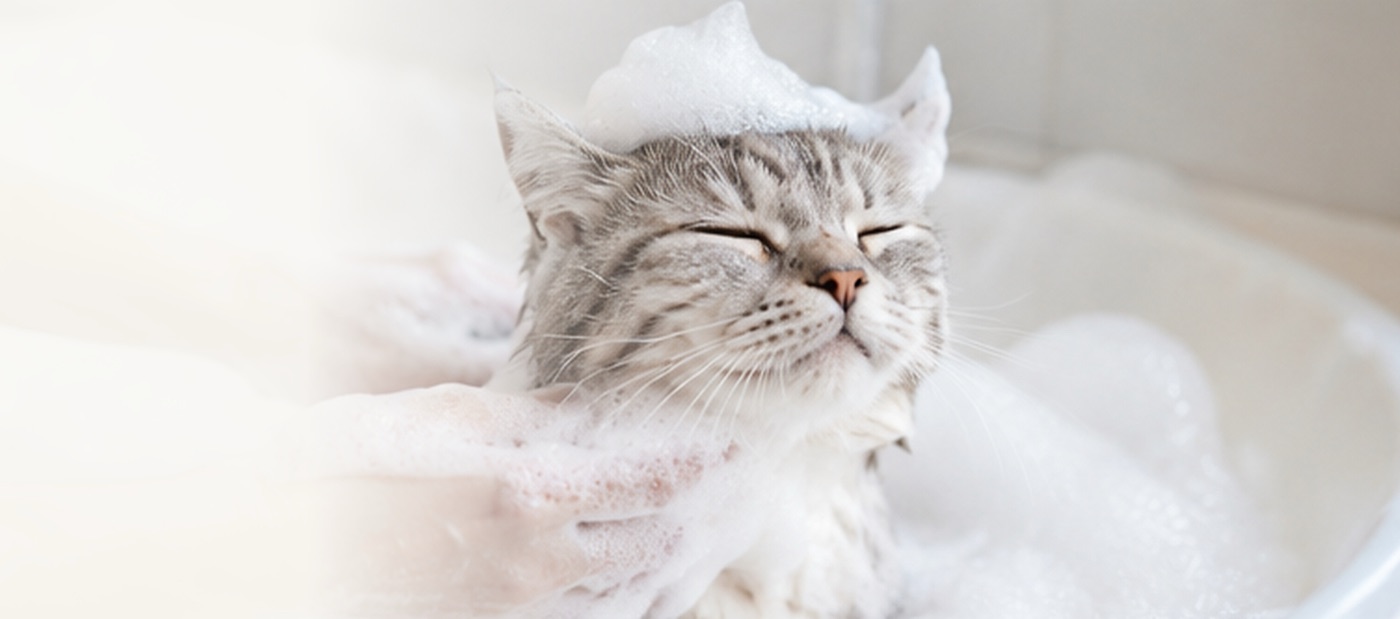頭に泡をのせて気持ちよさそうに目を閉じている猫