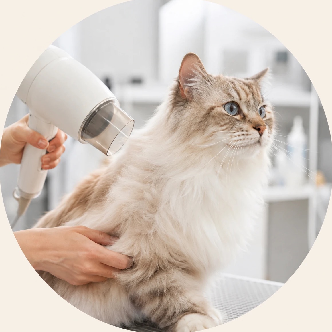 ドライヤーの風を当てて乾かしてもらっている長毛の猫。トリマーが手で毛並みをおさえている