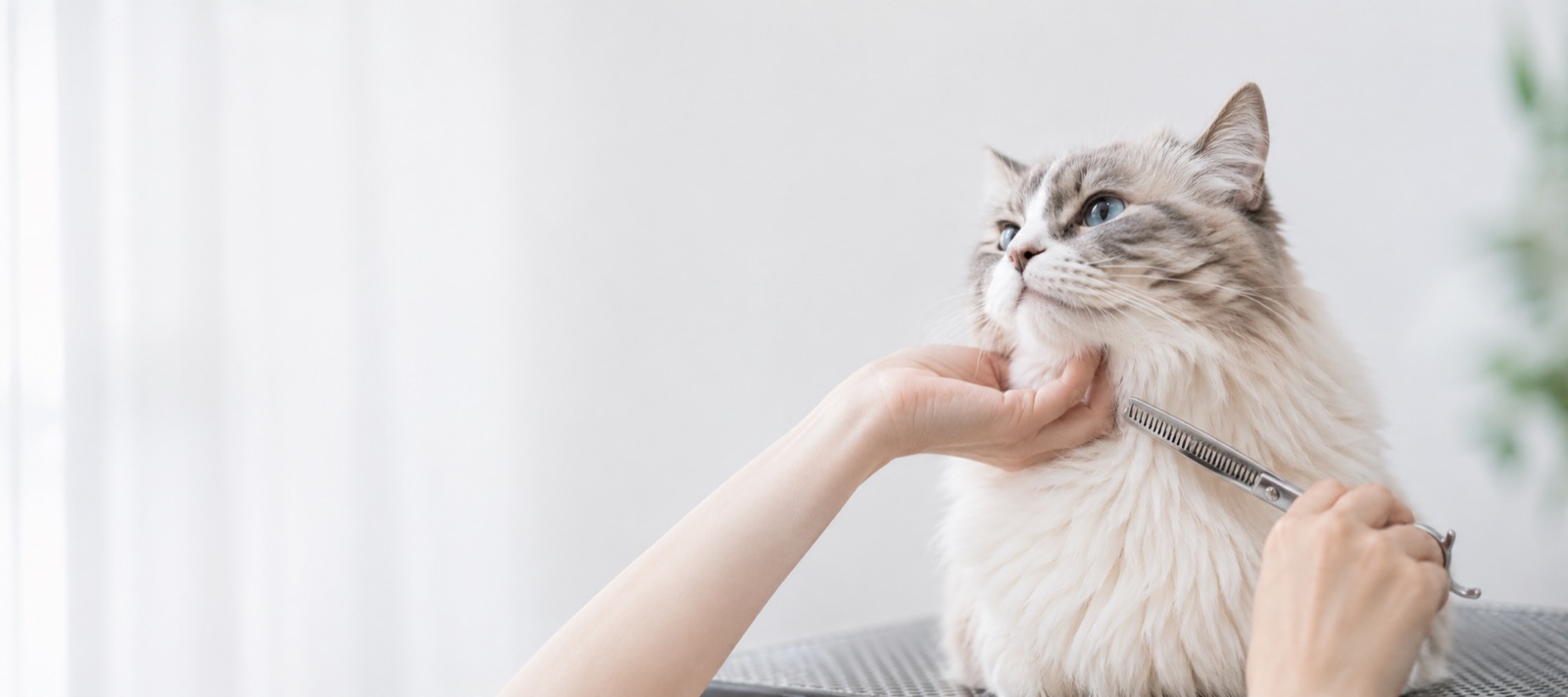 トリマーに首まわりを整えてもらっている長毛の猫